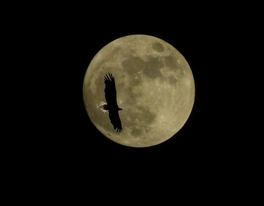 An eagle and the moon Photograph by Mark Alan Perry