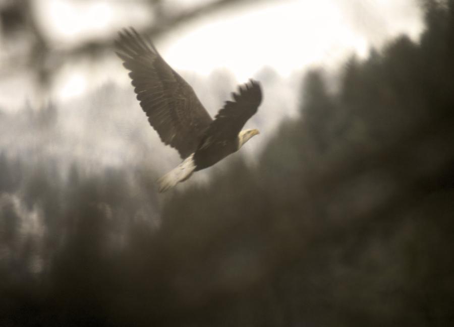 Bird Photograph - An Eagle Climbs by Jeff Swan