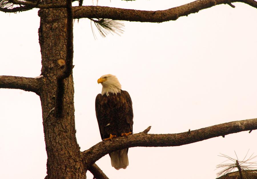 An Eagle Day Dreaming Photograph by Jeff Swan