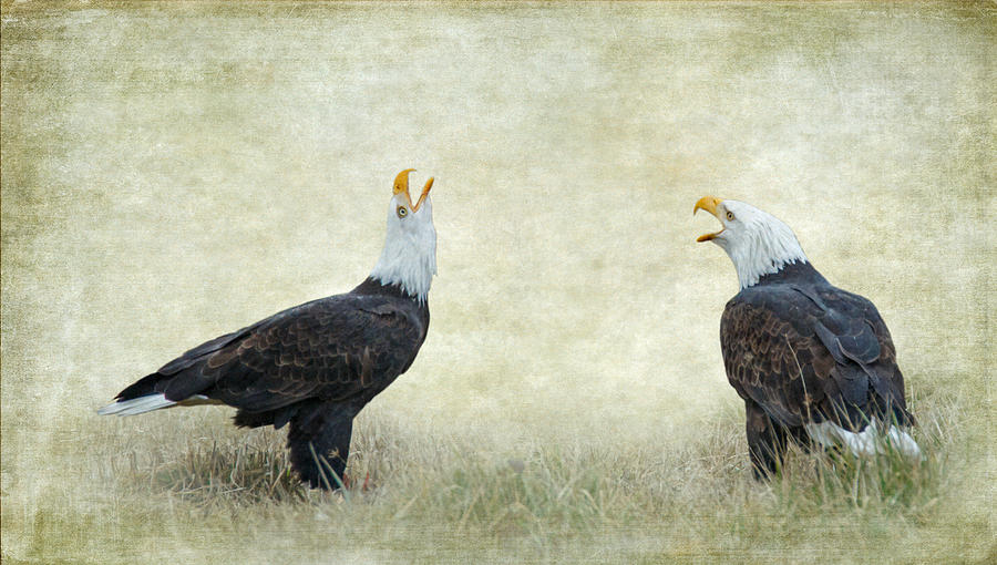 An Eagle Duet Photograph by Angie Vogel
