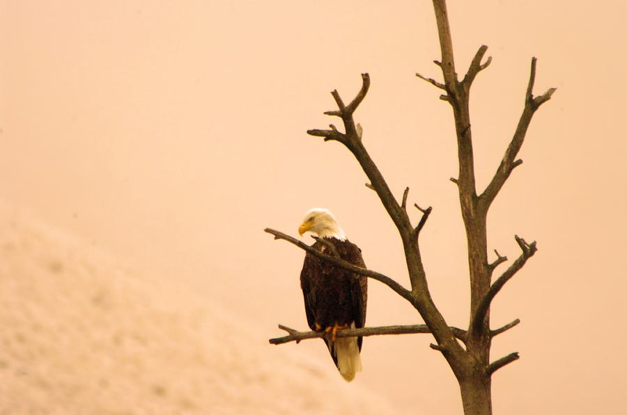 An Eagle Gazes Photograph by Jeff Swan