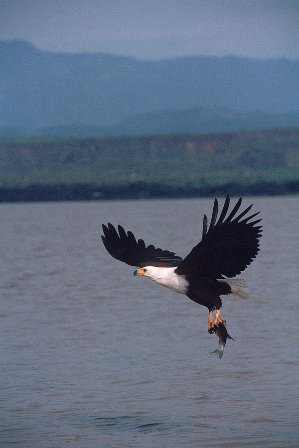 An Eagle Holding A Fish In Its Talons Photograph by Beth Wald - Pixels