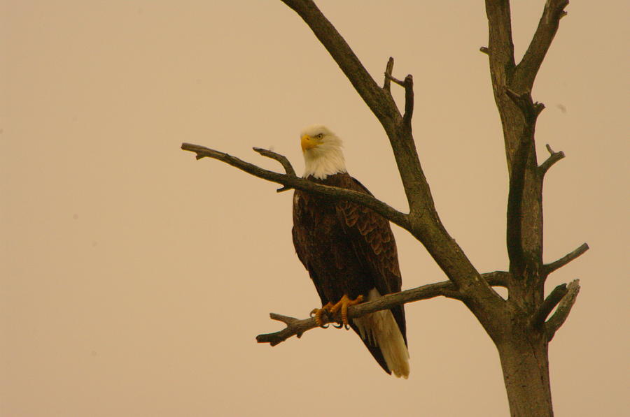 An Eagle In An Old Snag Photograph
