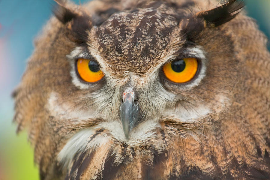 An Eagle Owl On Display At The World Photograph by Chris Pinchbeck - Pixels