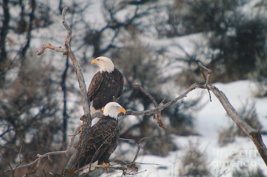 An Eagle Pair  Photograph by Jeff Swan