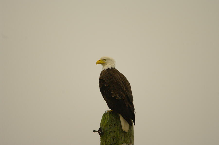 An Eagle Perched #1 Photograph by Jeff Swan