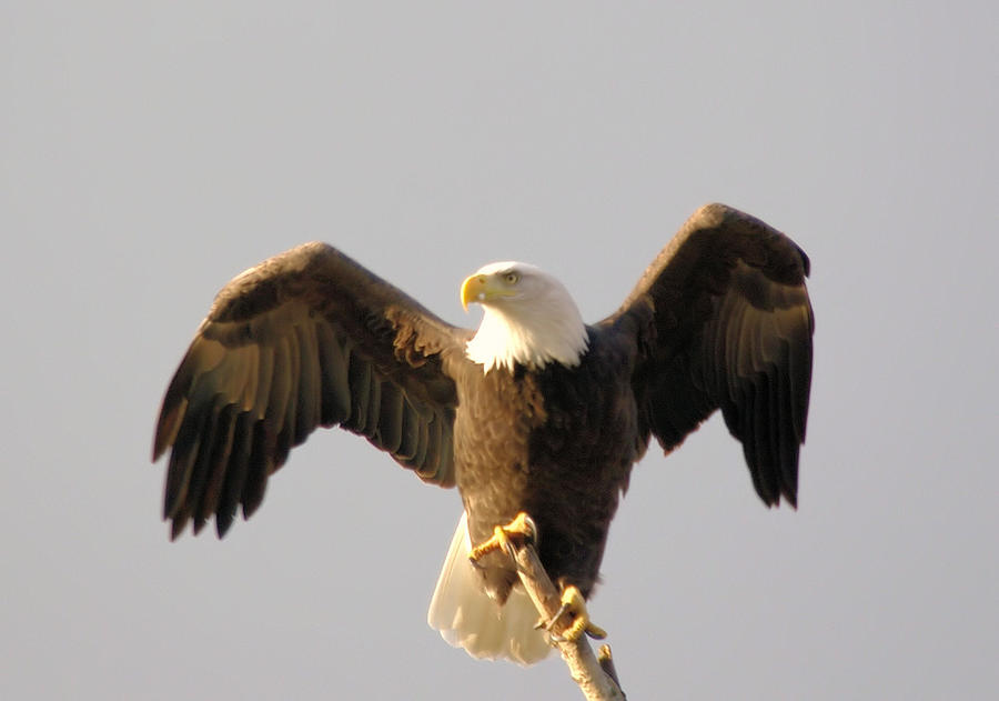 Bird Photograph - An Eagle Posing  by Jeff Swan