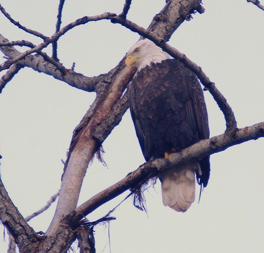 An Eagle Resting  Photograph by Jeff Swan