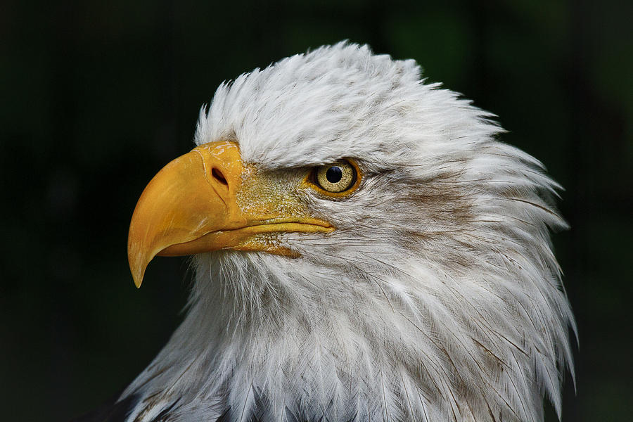 Eagle Photograph - An Eagles Portrait by Wes and Dotty Weber