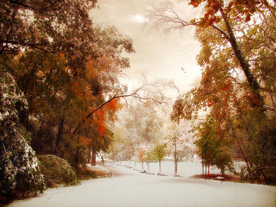 An Early Winter Photograph by Jessica Jenney