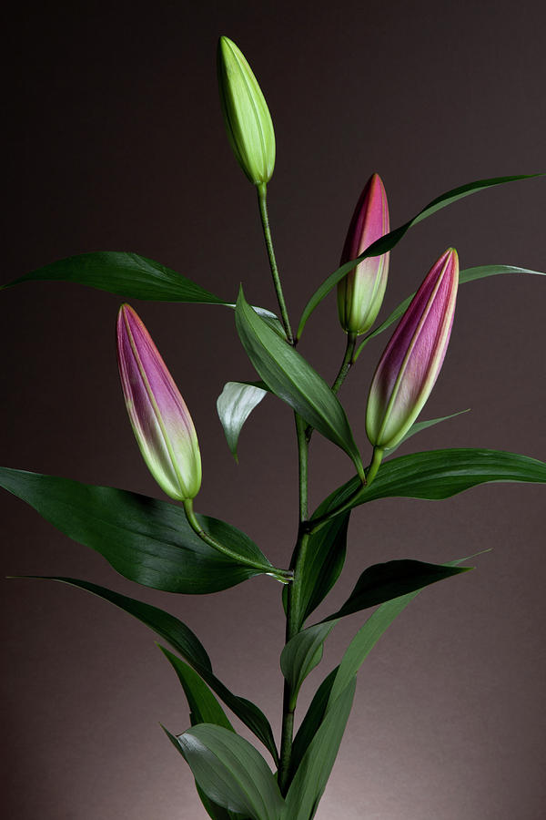 An Easter Lily Lilium Longiflorum Plant Photograph by Halfdark
