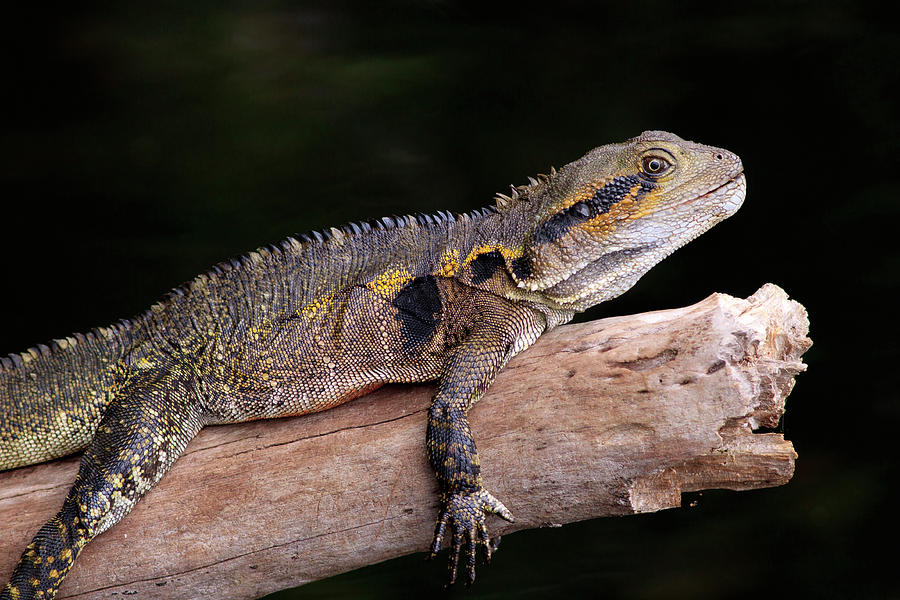 An Eastern Water Dragon (eastern Water Photograph by Paul Dymond - Pixels