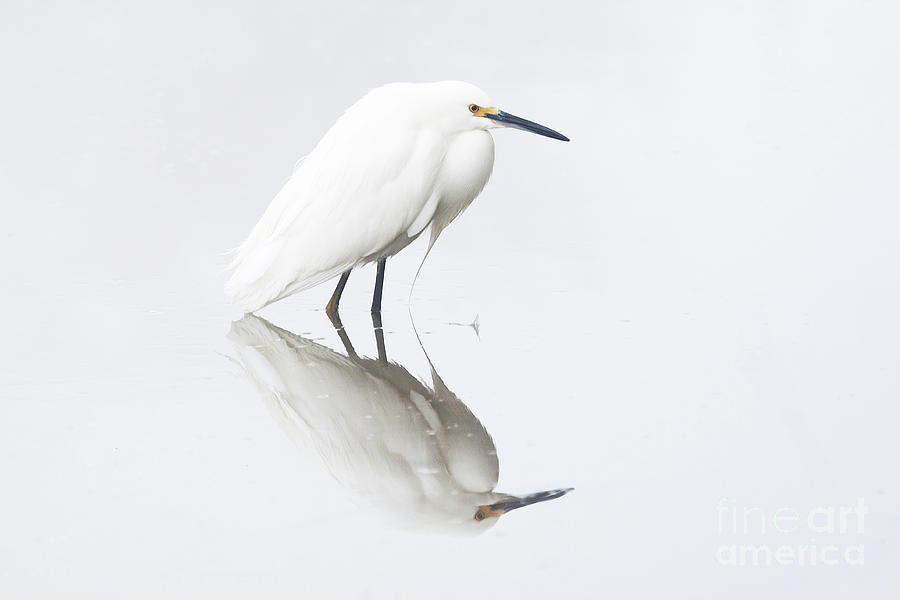 An Egret and an overcast day Photograph by Ruth Jolly