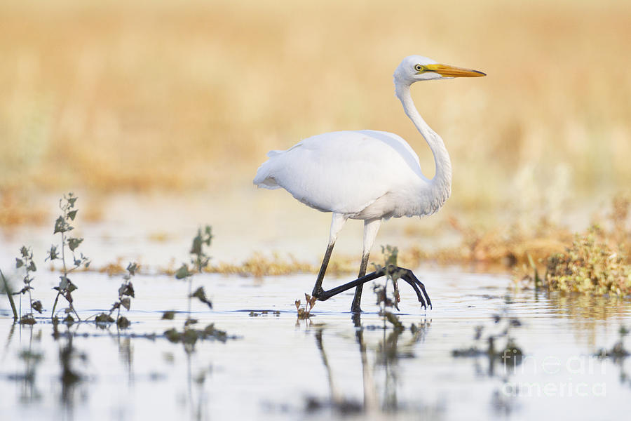 Egret Photograph - An Egret at Sunset by Ruth Jolly