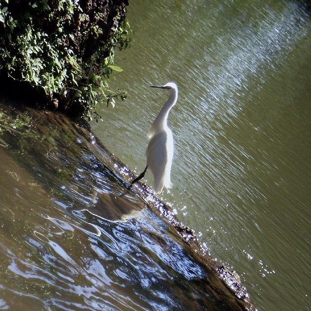 Nature Photograph - An Egret by Hermes Cavalcante