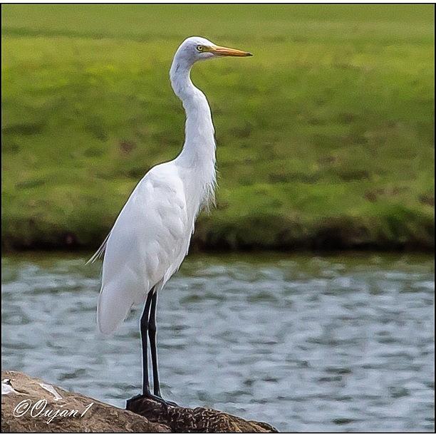 Nature Photograph - An Egret In The Empires Pond #omg by Ahmed Oujan