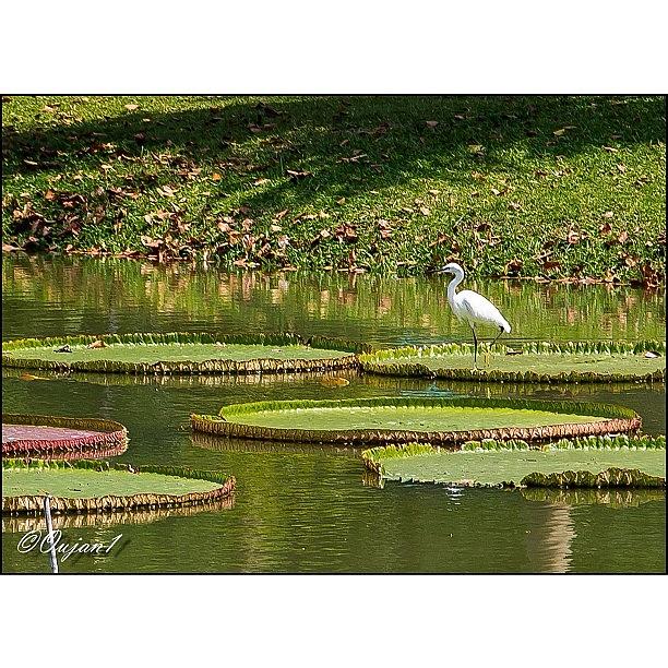 Nature Photograph - An Egret Relaxing In A Pond In Bangkok by Ahmed Oujan