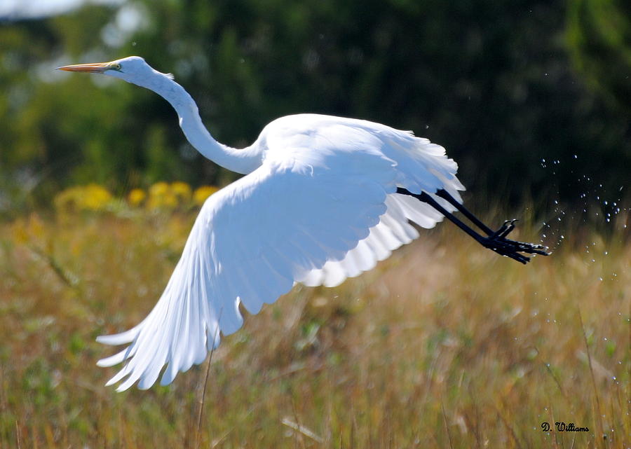 An Egret takes flight Photograph by Dan Williams