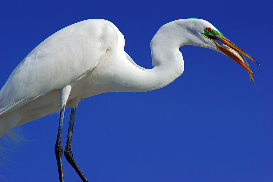 An Egrets Lunch Photograph by Daniel Woodrum