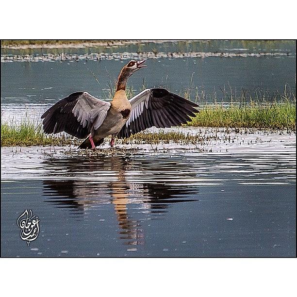 Nature Photograph - An Egyptian Goose Putting Up A Display by Ahmed Oujan