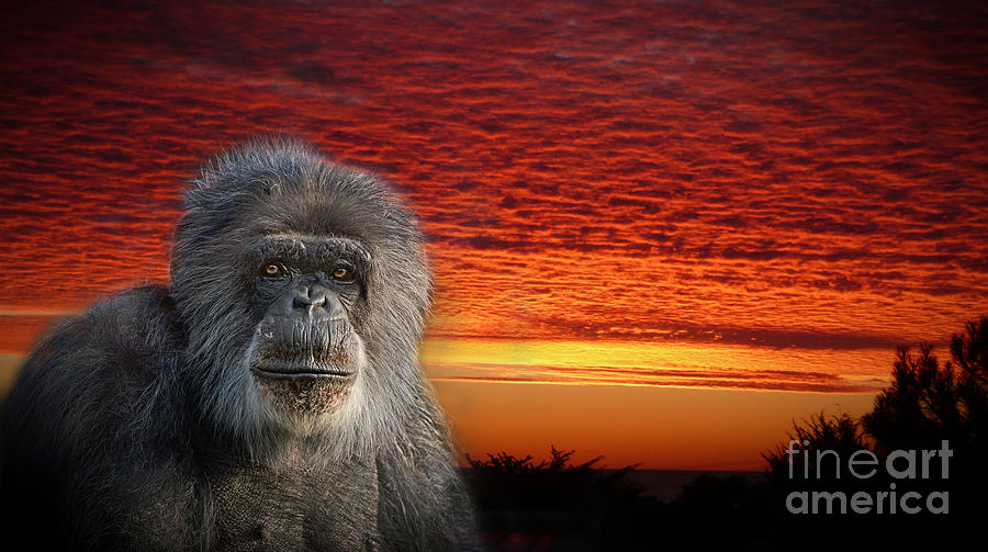 An Elderly Chimp at the End of a Day  Photograph by Jim Fitzpatrick