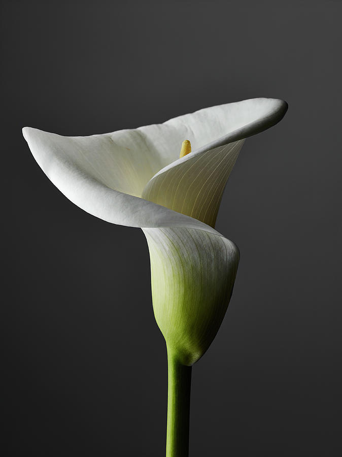 An Elegant Calla Lily, Close-up, Gray Photograph by Larry Washburn