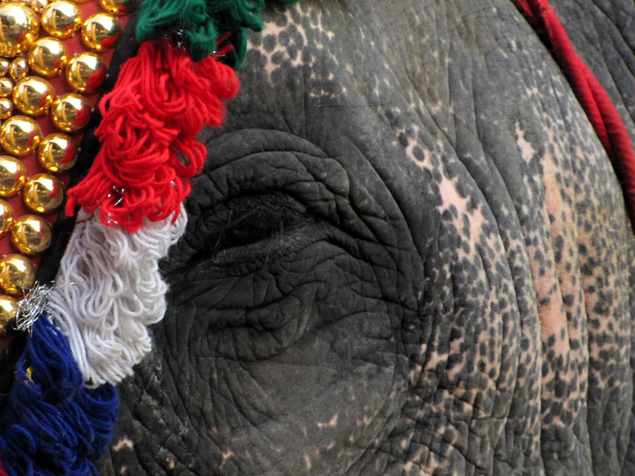 Elephant Photograph - An Elephant at a temple with the adorning Nettipattam. by Joe Zachariah