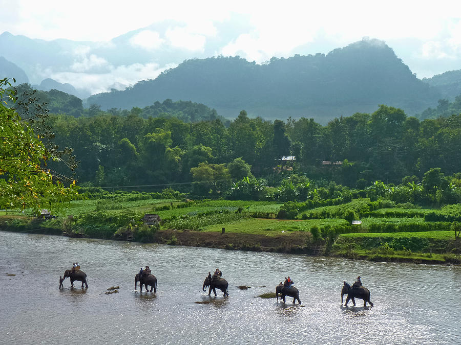 An Elephant Camp Walking In The Mekong Photograph by Kevin Kelly