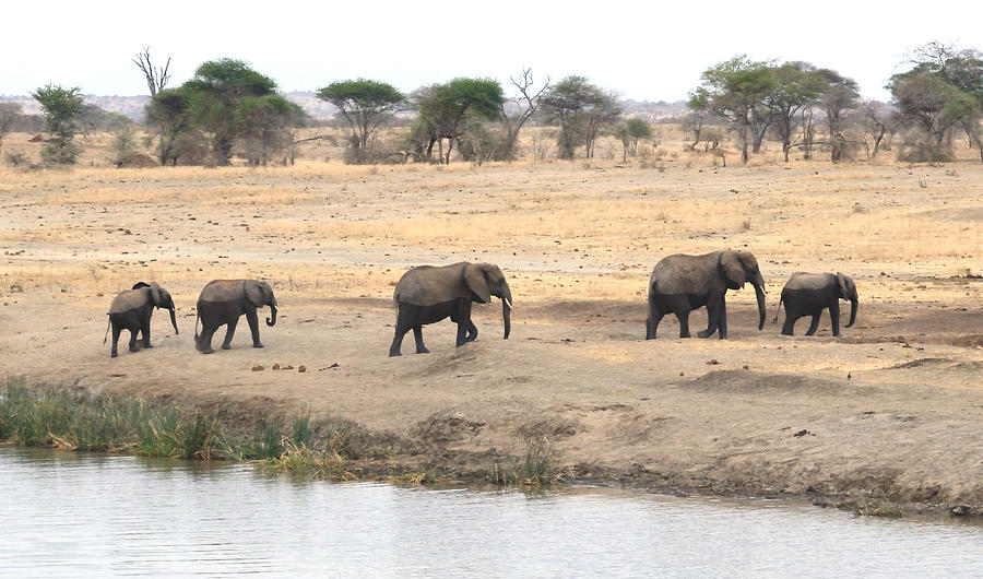 An Elephant Family Parade After The River Crossing, Tanzania Photograph by Tom Wurl