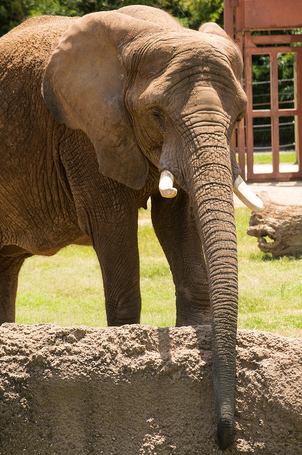 Waco Texas Elephant Portrait Photograph by JG Thompson - Fine Art America