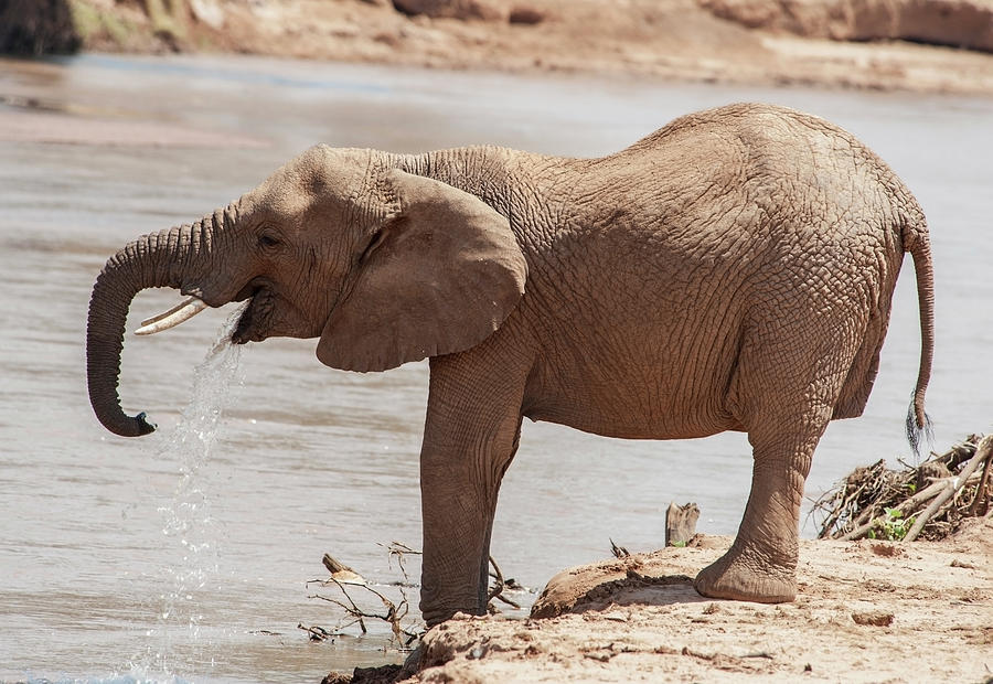 An Elephant Standing And Drinking At Photograph by Diane Levit / Design Pics