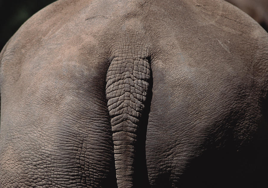 An Elephant Stands With His Back Side Facing Forward Photograph by Photodisc