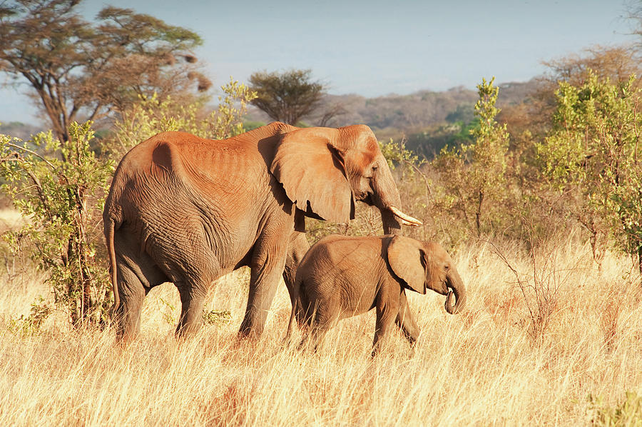 An Elephant With Her Calf Photograph by Diane Levit / Design Pics