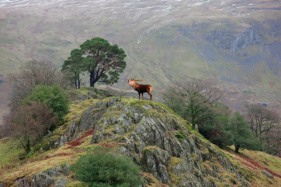 An Elk Standing On The Top Of A Rock Photograph by John Short / Design Pics
