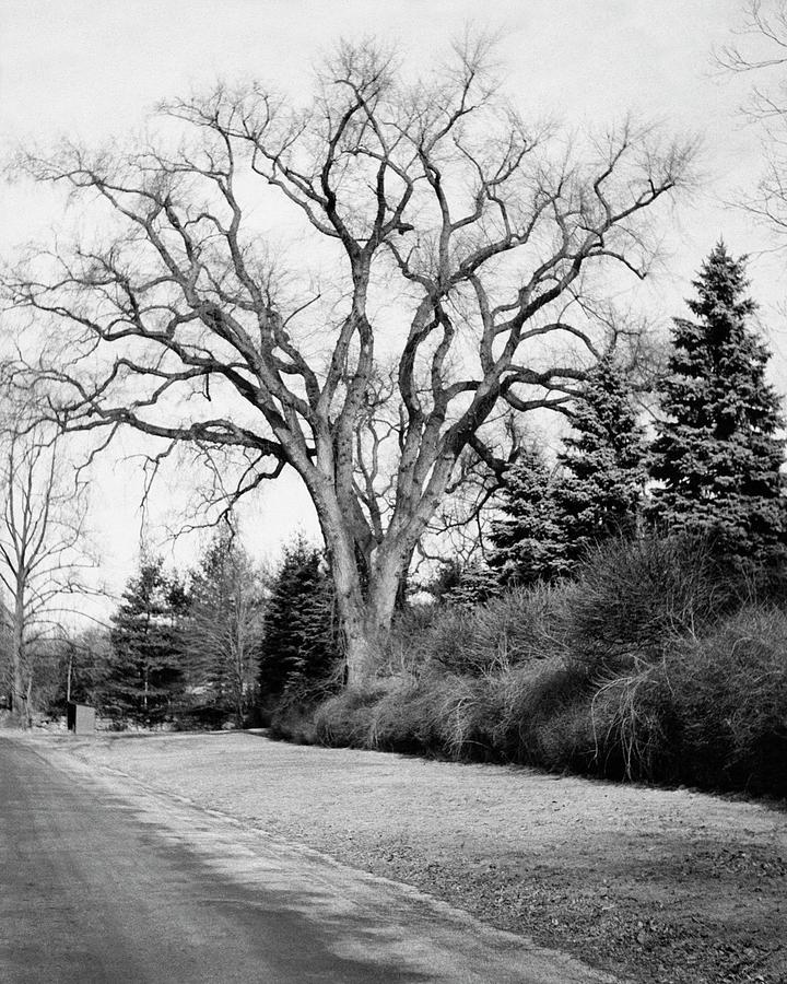 An Elm Tree At The Side Of A Road Photograph by Tom Leonard
