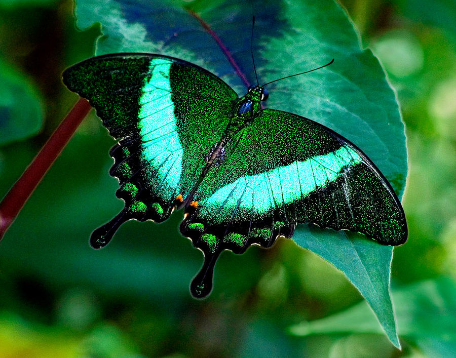 An Emerald Beauty Photograph by Karen Stephenson