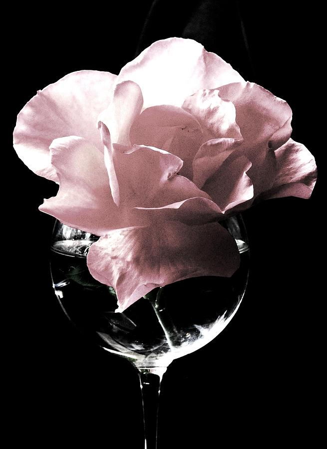 Rose Photograph - An Enchanting Evening by Angela Davies