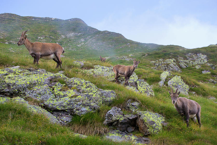 An Encounter With Mountain Goats Ibex Photograph by Menno Boermans - Pixels