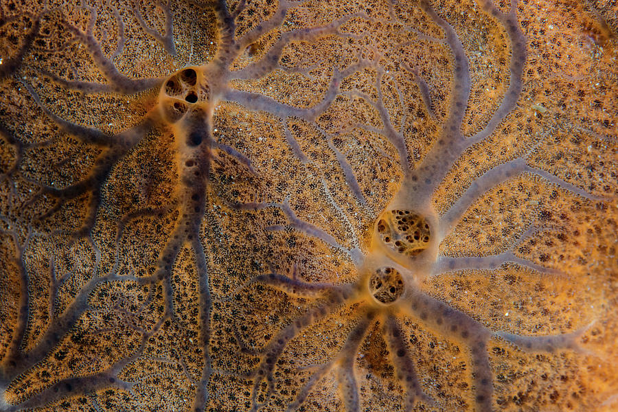 An Encrusting Sponge Grows On A Coral Photograph by Ethan Daniels
