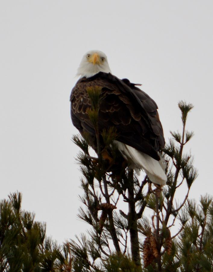 An Enquiring Eagle Photograph