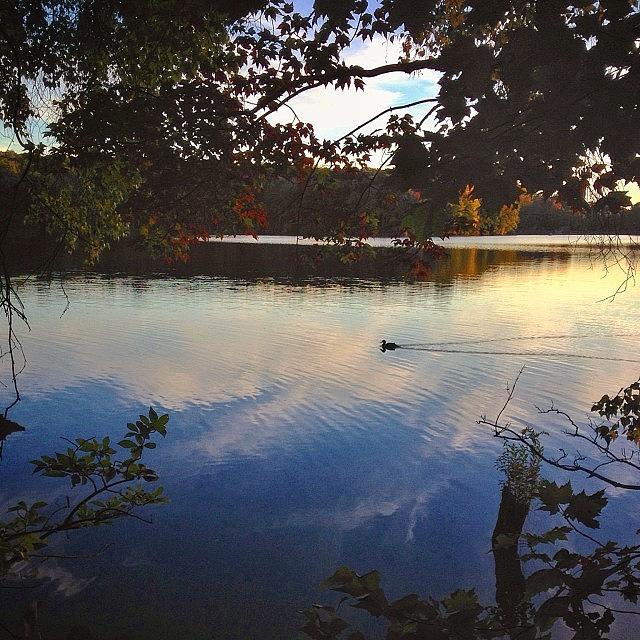 Duck Photograph - An Evening Stroll... #iphone #lake by Craig Szymanski