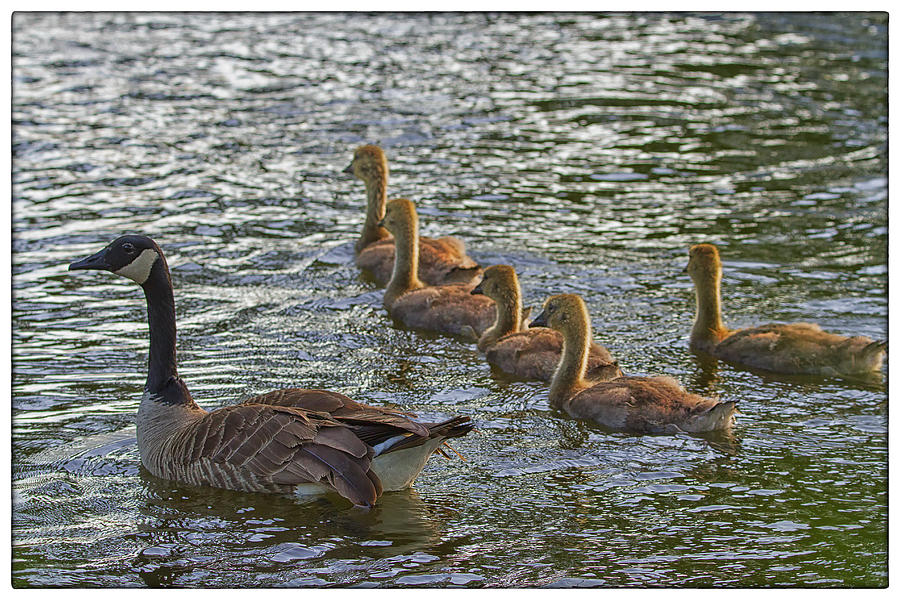 Geese Photograph - An Evening Swim by Linda Tiepelman