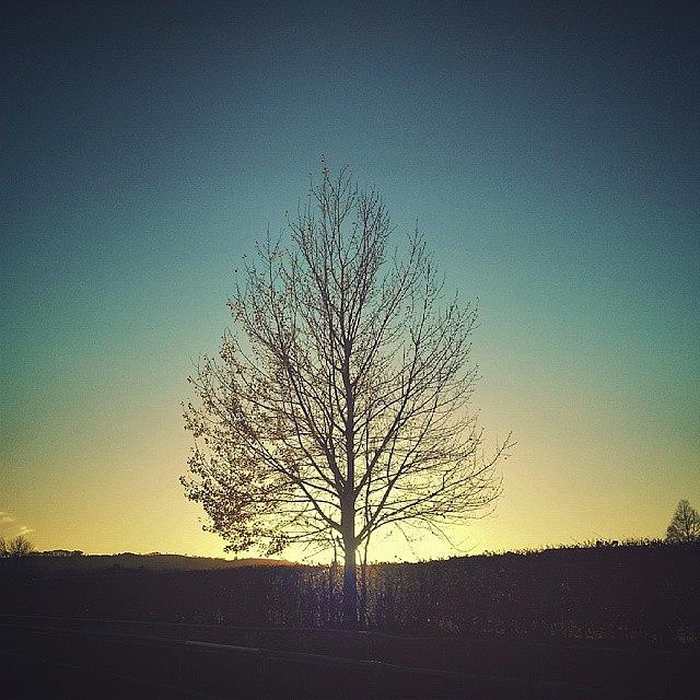Tree Photograph - An  #evening  #tree ... #sunset  #trees by Linandara Linandara