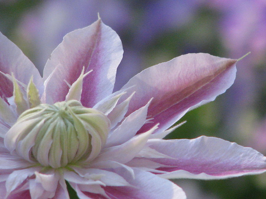 An Exotic Clematis Photograph by Angela Davies