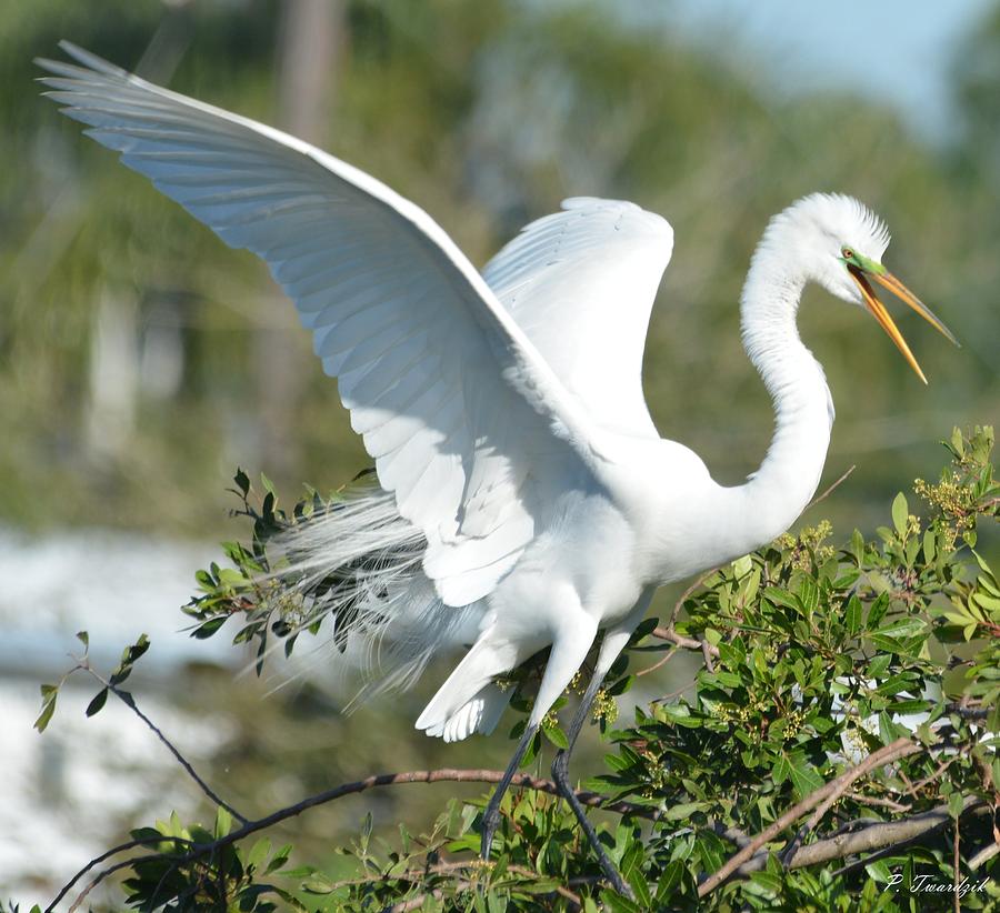 An Great Egret Makes A Stance Photograph