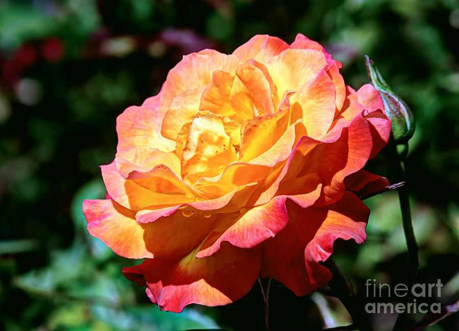 An Hdr Rose Photograph by Chris Anderson