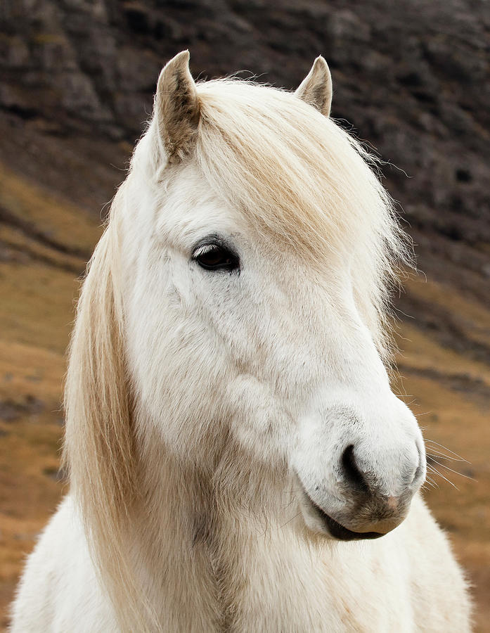An Icelandic Horse Photograph by Ed Leckert