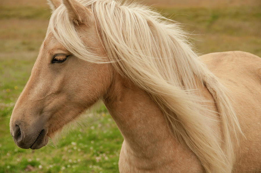 An Icelandic Horse Photograph by Joanna Mccarthy