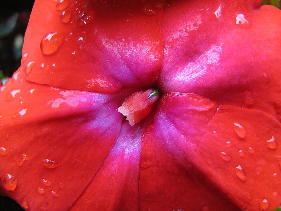 An Impatien Bloom Photograph by Dale Kauzlaric