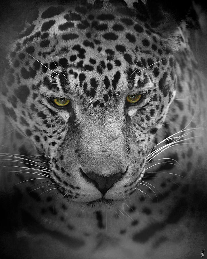 An Intense Stare - Wildlife - Leopard Photograph by Jai Johnson